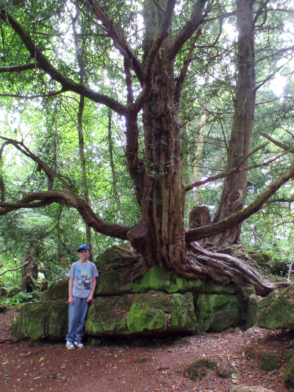 A magical tree at Puzzlewood