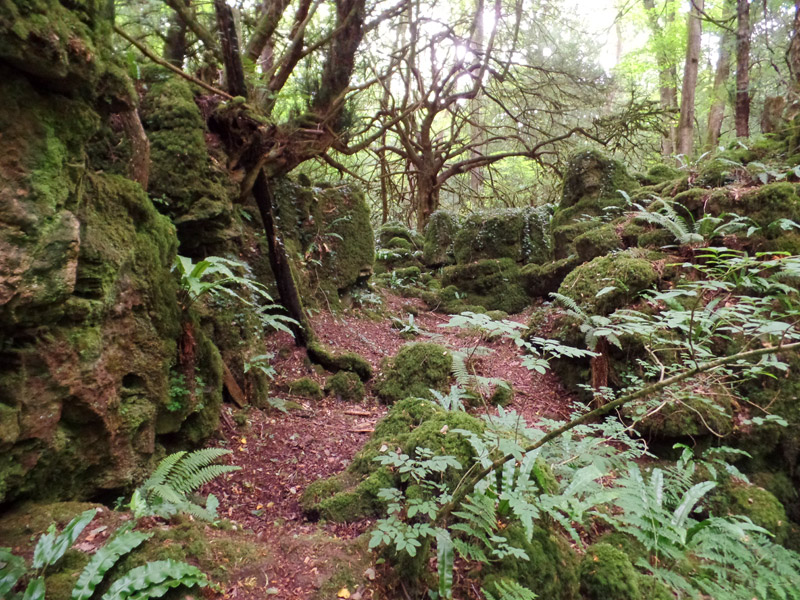 Ferns at Puzzlewood